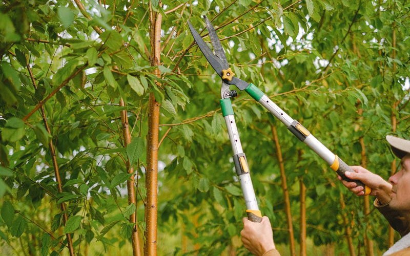 Tree trimming in Garden City, IA
