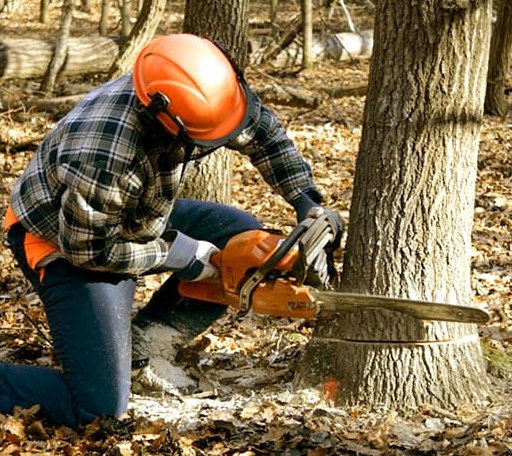 Tree Removal in Garden City, IA